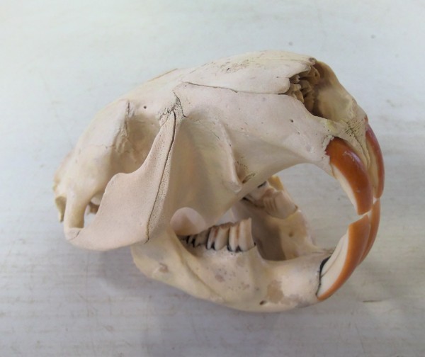 Vintage Beaver Skull for sale